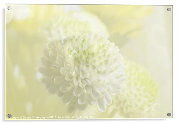 Wedding chrysanthemum Acrylic by Daves Photography