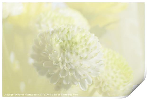 Wedding chrysanthemum Print by Daves Photography