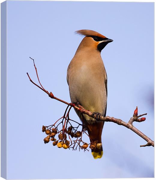 Waxwing Canvas Print by Paul Scoullar