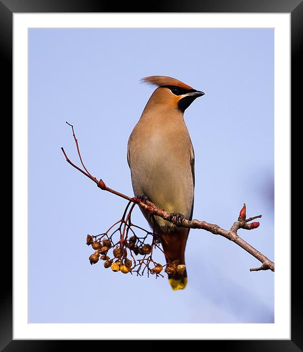 Waxwing Framed Mounted Print by Paul Scoullar