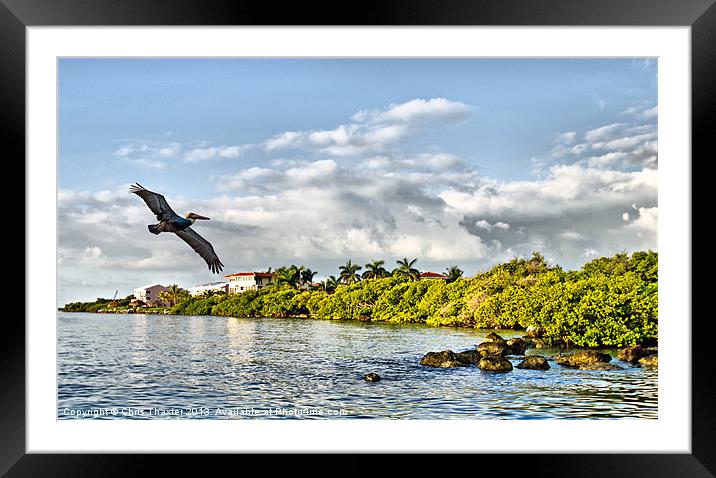 Pelican Coming Home Framed Mounted Print by Chris Thaxter