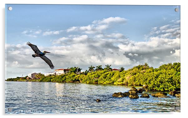 Pelican Coming Home Acrylic by Chris Thaxter