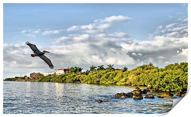 Pelican Coming Home Print by Chris Thaxter