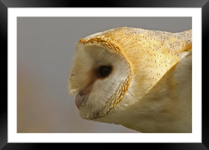 Barn Owl Profile #1 Framed Mounted Print by Bill Simpson