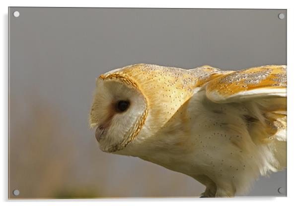 Barn Owl Profile #2 Acrylic by Bill Simpson