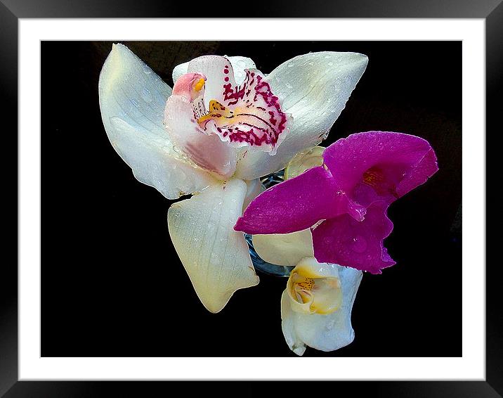 726-beautiful orchids Framed Mounted Print by elvira ladocki