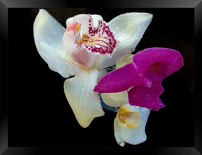 726-beautiful orchids Framed Print by elvira ladocki