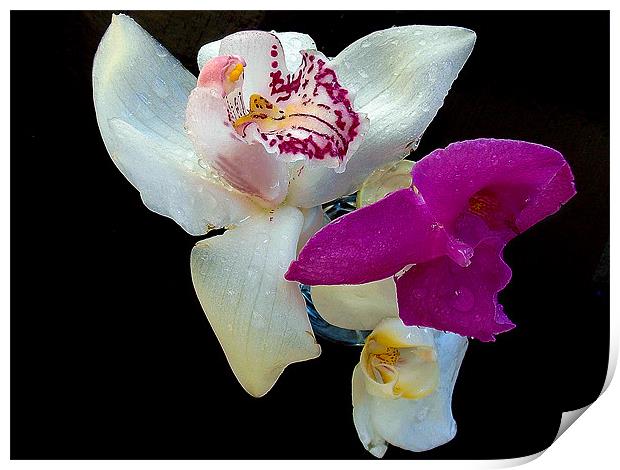 726-beautiful orchids Print by elvira ladocki