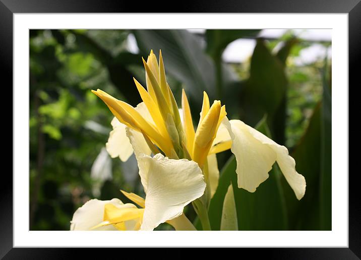 Bright Yellow Flower Framed Mounted Print by Simon Mordecai