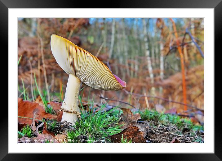 Natures  Satellite Dish Framed Mounted Print by Mark  F Banks
