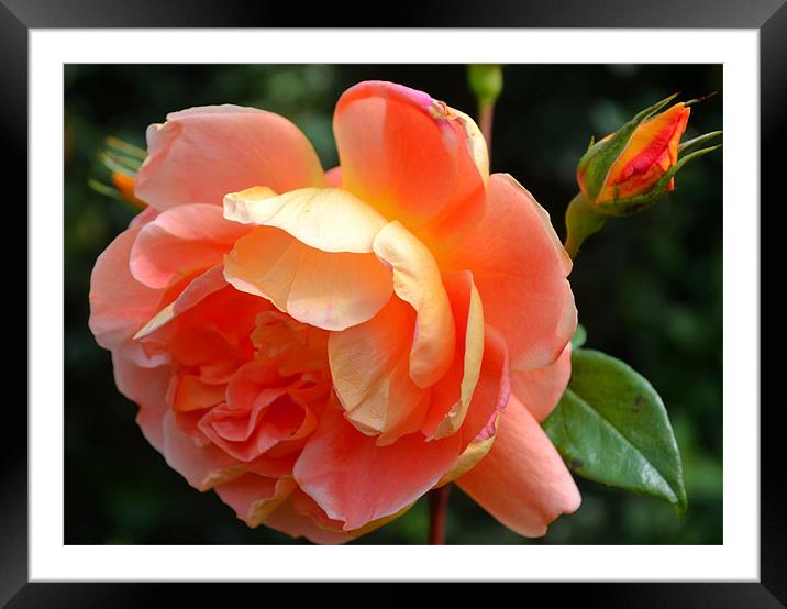 English Garden Rose Framed Mounted Print by Shaun Cope