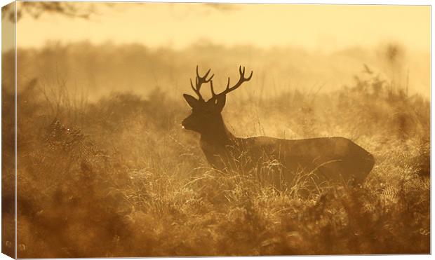 Autumn Stag Canvas Print by Ian Rolfe
