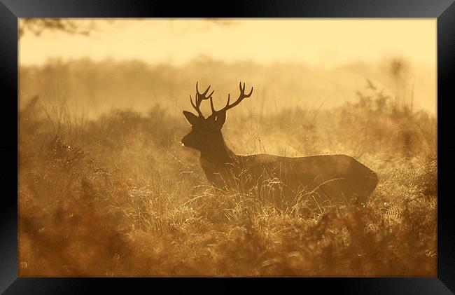 Autumn Stag Framed Print by Ian Rolfe