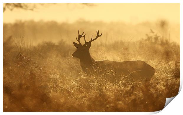 Autumn Stag Print by Ian Rolfe