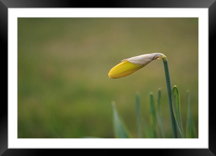 Unopened Daffodil Green Background Framed Mounted Print by Phillip Orr