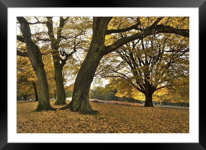 Golden Beeches Framed Mounted Print by Ian Rolfe
