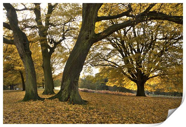 Golden Beeches Print by Ian Rolfe