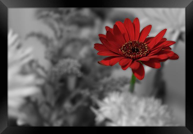Red Flower Colour Pop Framed Print by Phillip Orr