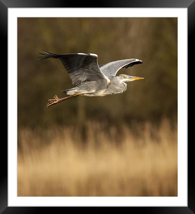 Heron in flight Framed Mounted Print by Simon West