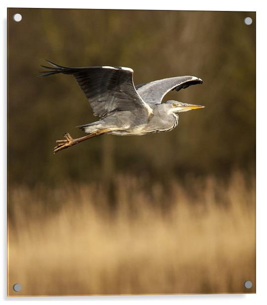 Heron in flight Acrylic by Simon West