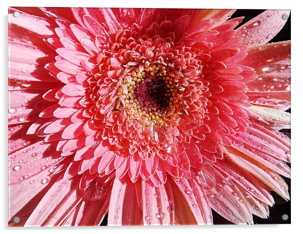 751-pink gerber Acrylic by elvira ladocki