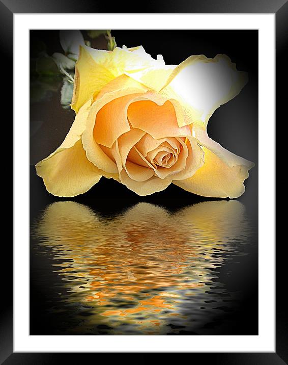 770-rose with thew reflections Framed Mounted Print by elvira ladocki