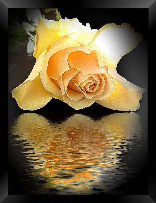 770-rose with thew reflections Framed Print by elvira ladocki