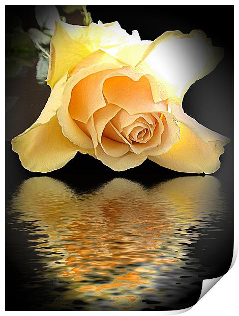 770-rose with thew reflections Print by elvira ladocki