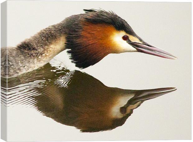 Great Crested Grebe Canvas Print by Simon West