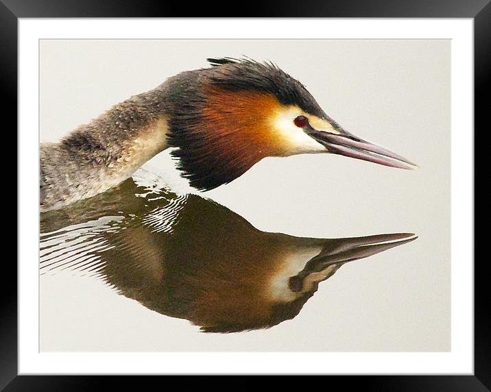 Great Crested Grebe Framed Mounted Print by Simon West