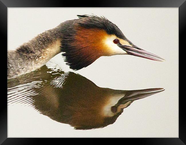 Great Crested Grebe Framed Print by Simon West