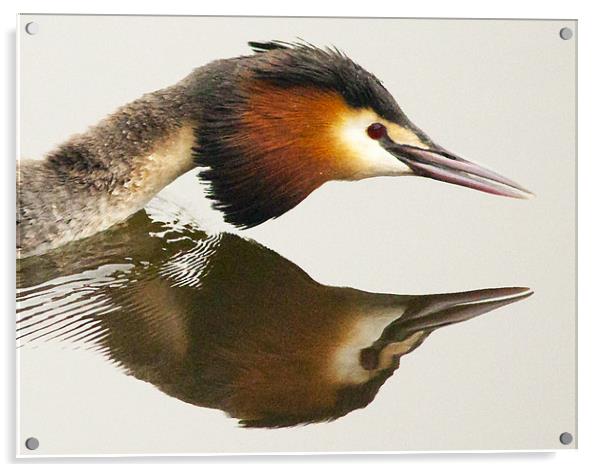 Great Crested Grebe Acrylic by Simon West