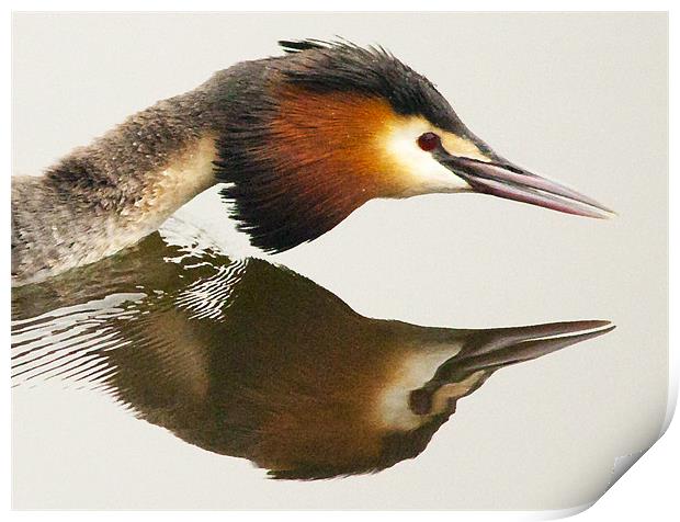 Great Crested Grebe Print by Simon West