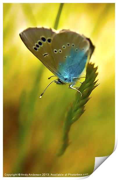 Appuane Mountain Butterfly Print by Andy Anderson