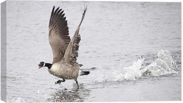 Canadian Goose Taking Off Canvas Print by Simon West