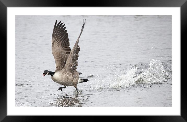Canadian Goose Taking Off Framed Mounted Print by Simon West