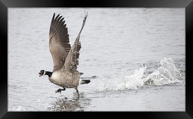 Canadian Goose Taking Off Framed Print by Simon West
