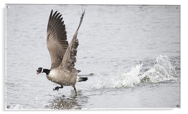 Canadian Goose Taking Off Acrylic by Simon West
