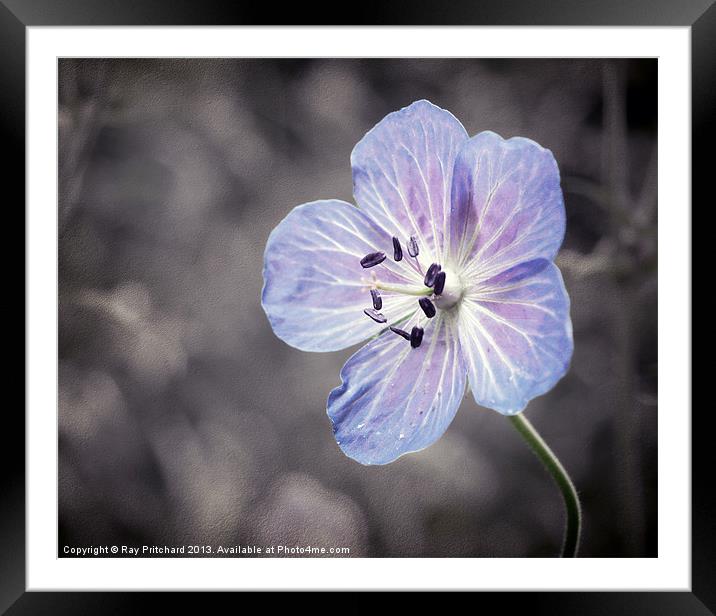 Textured Wild Geranium Framed Mounted Print by Ray Pritchard