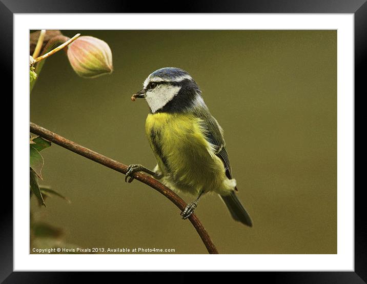 Feeding Time Framed Mounted Print by Dave Burden