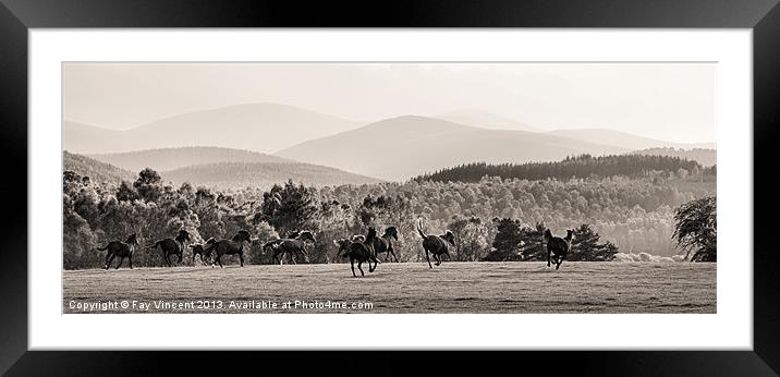 Wild Horses Framed Mounted Print by Fay Vincent
