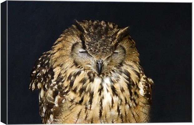 Indian Eagle Owl Sleeping Canvas Print by Bill Simpson