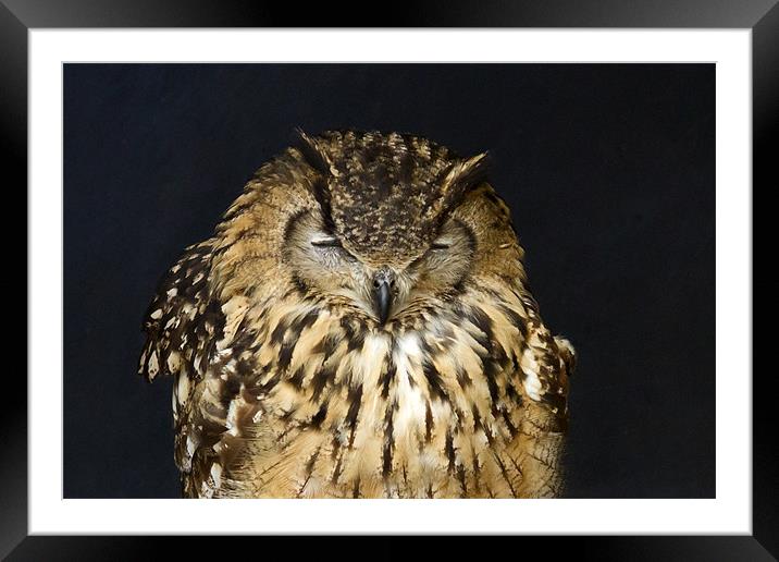 Indian Eagle Owl Sleeping Framed Mounted Print by Bill Simpson