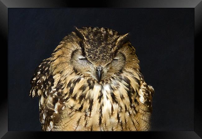 Indian Eagle Owl Sleeping Framed Print by Bill Simpson