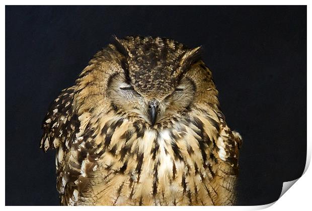 Indian Eagle Owl Sleeping Print by Bill Simpson