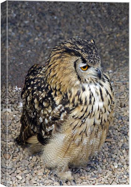 Eurasian Eagle-Owl Canvas Print by Bill Simpson
