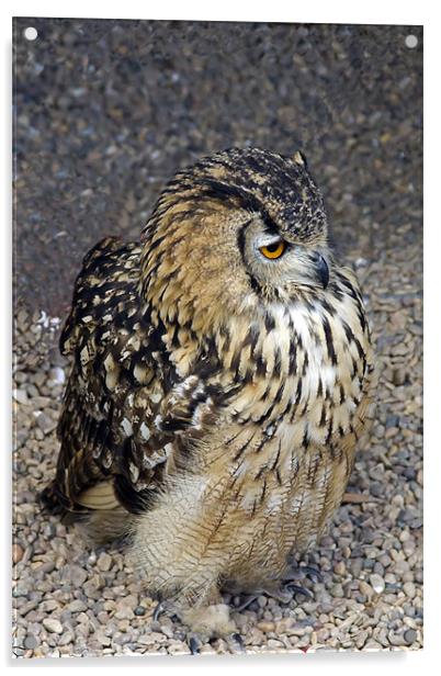 Eurasian Eagle-Owl Acrylic by Bill Simpson
