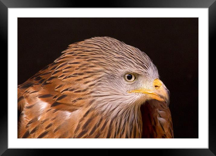 Red Kite Portrait #3 Framed Mounted Print by Bill Simpson