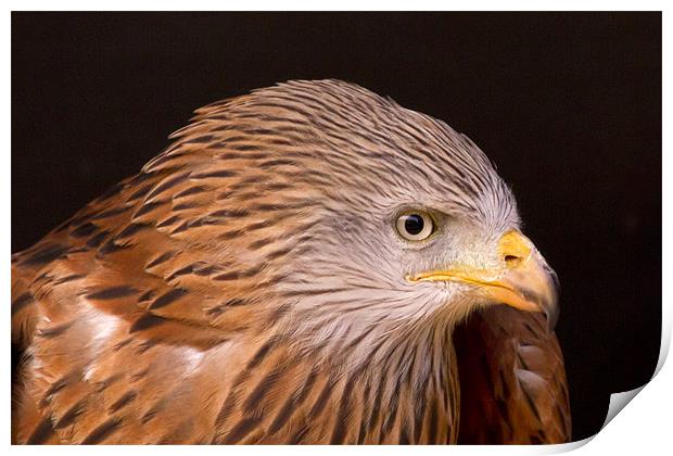 Red Kite Portrait #3 Print by Bill Simpson