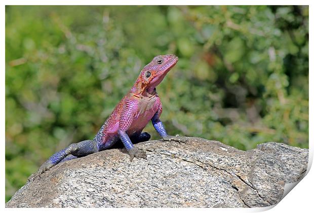 Agama lizard Print by Tony Murtagh